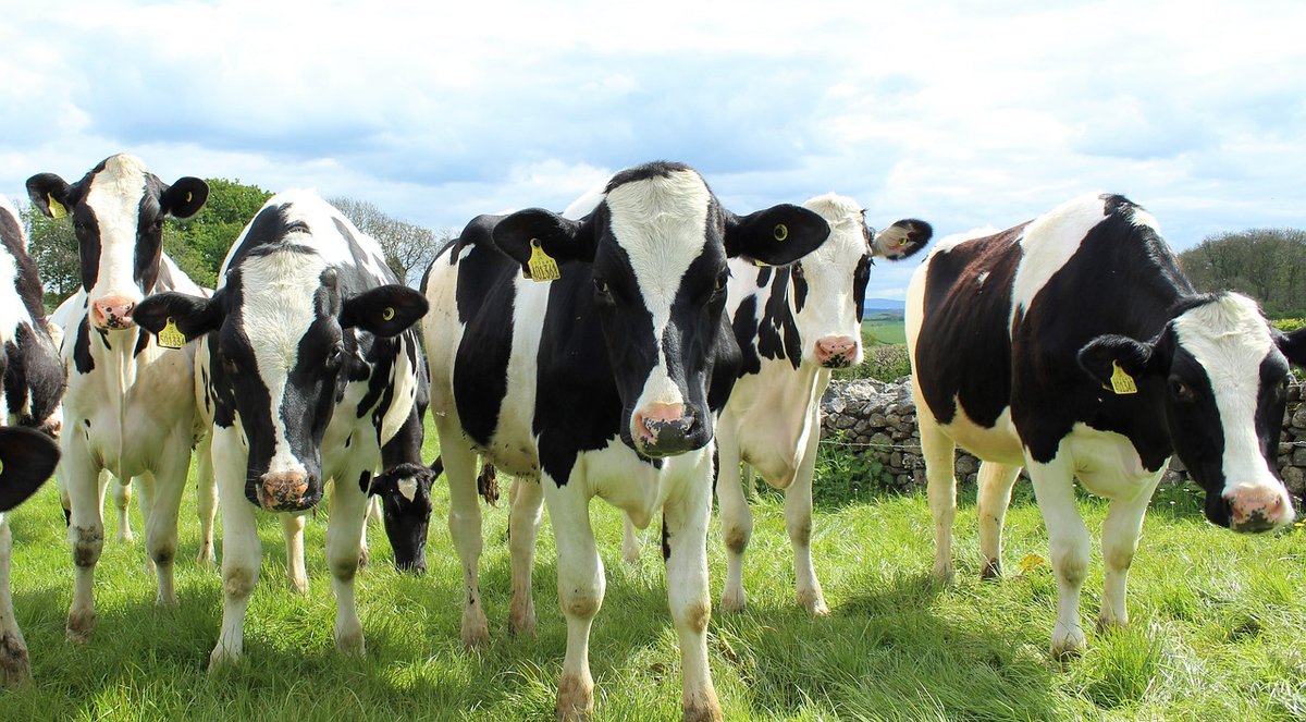Black-and-white Holstein dairy cows standing together in a green pasture