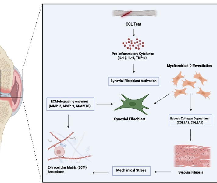 Diagram of the CCL tear to synovial fibrosis mechanism, from cytokine release through ECM breakdown